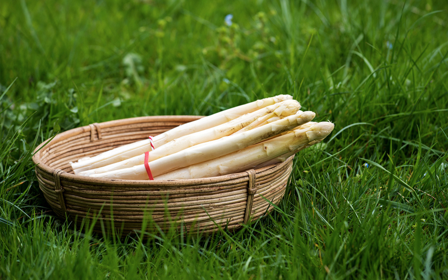 Schmidts's Spargel geerntet im Korb